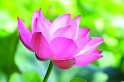 Sivananda Yoga Roma 